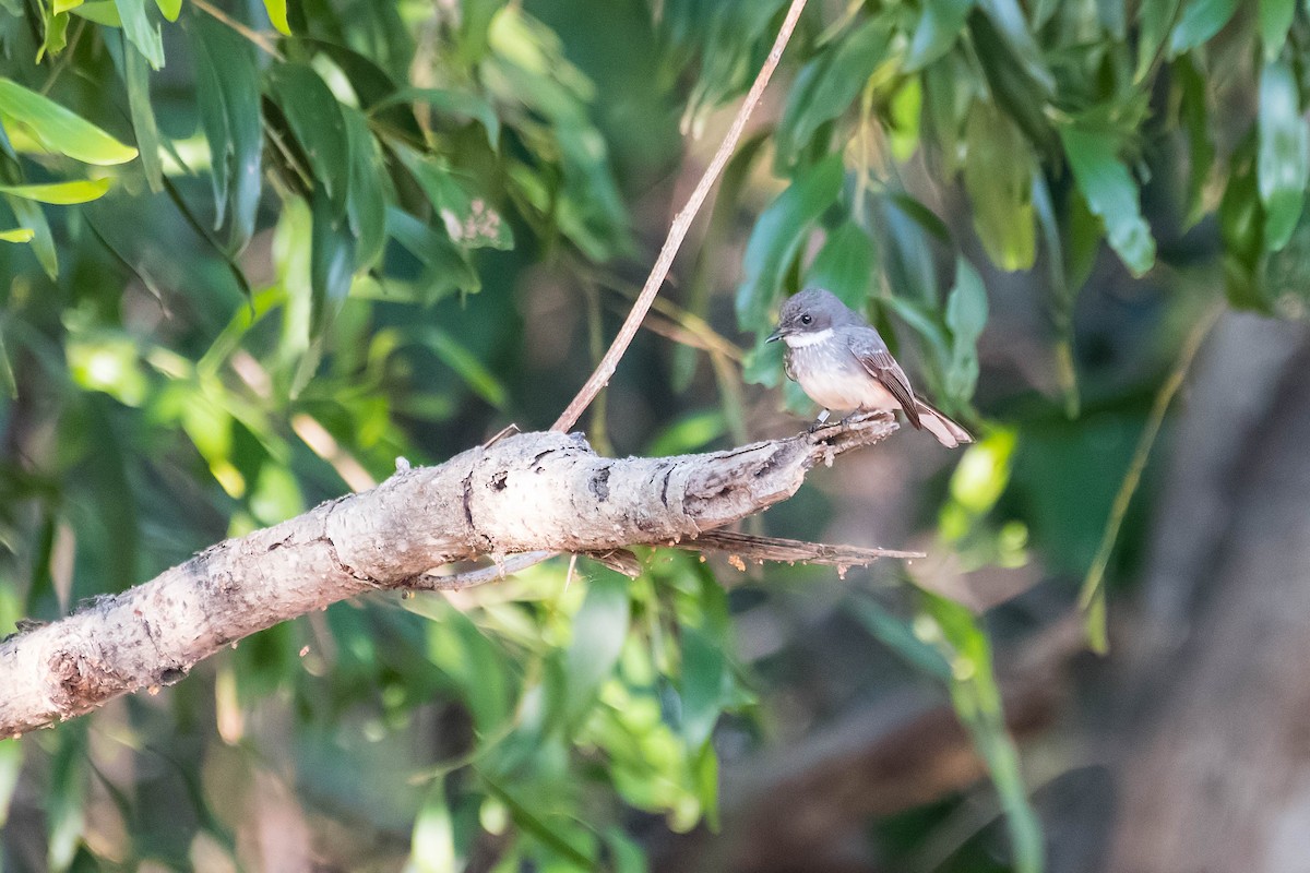 Northern Fantail - ML106791391