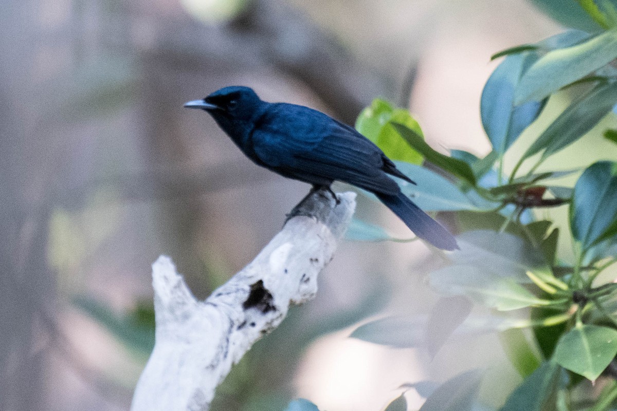 Shining Flycatcher - Terence Alexander