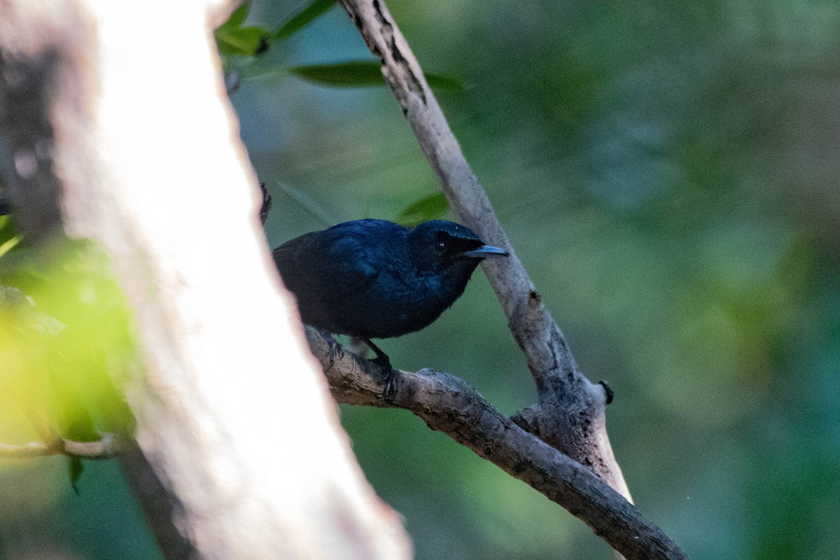 Shining Flycatcher - ML106791581