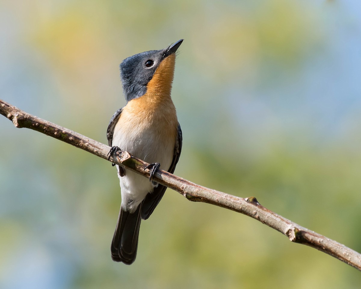 Broad-billed Flycatcher - ML106791661