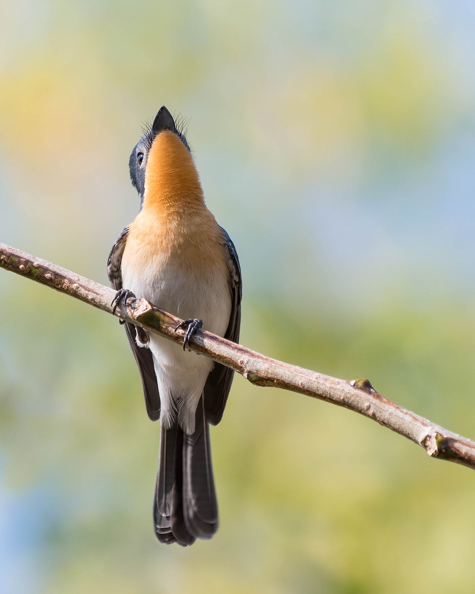 Broad-billed Flycatcher - ML106791681