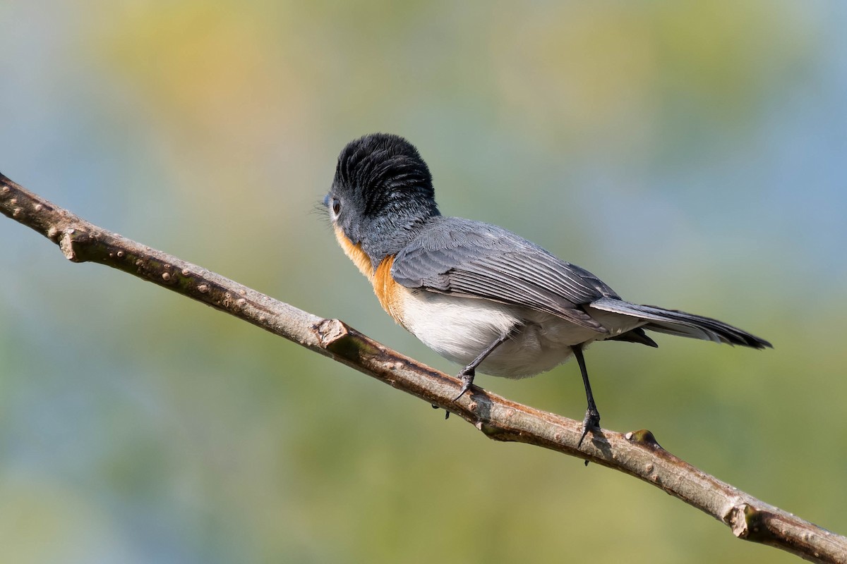 Broad-billed Flycatcher - ML106791711