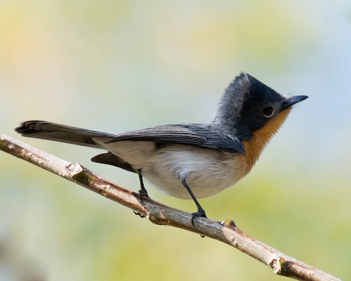 Broad-billed Flycatcher - Terence Alexander