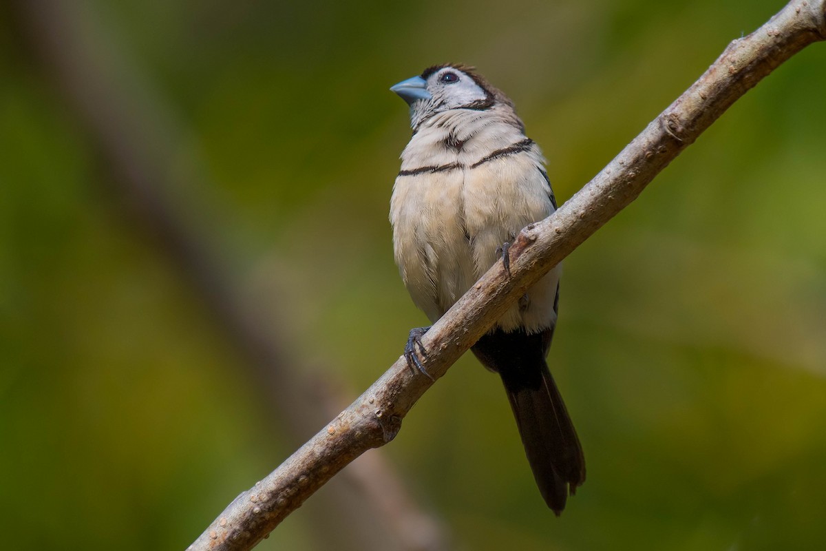 Double-barred Finch - ML106792291