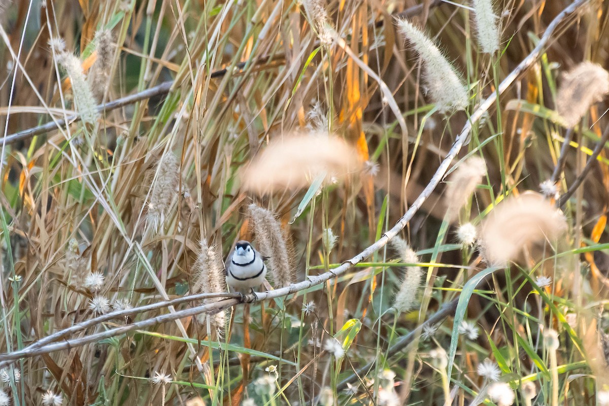 Double-barred Finch - ML106792311