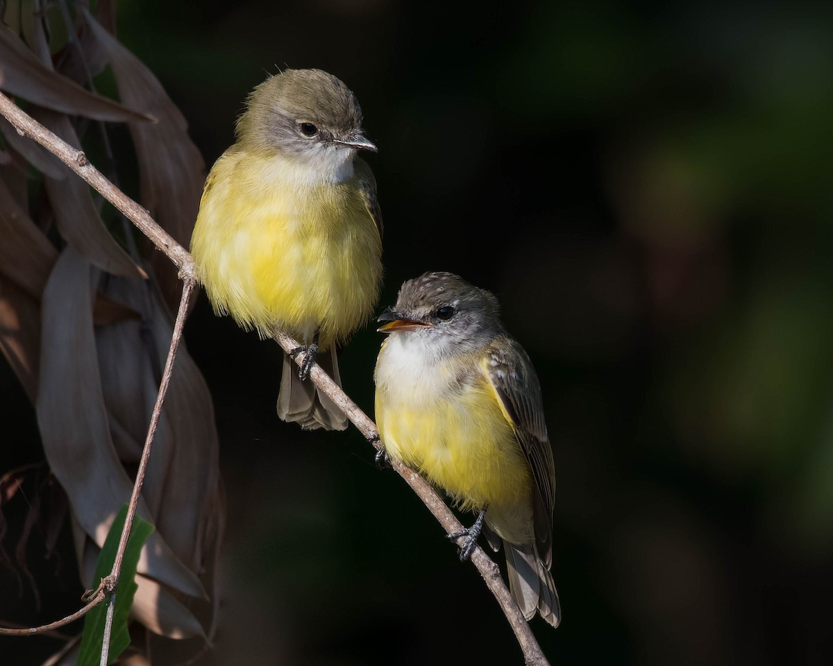 Lemon-bellied Flyrobin - ML106792451