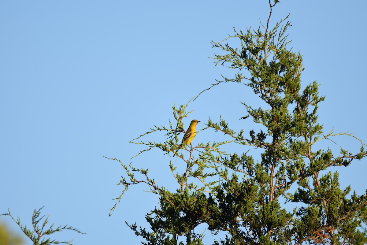 Orchard Oriole - ML106792461