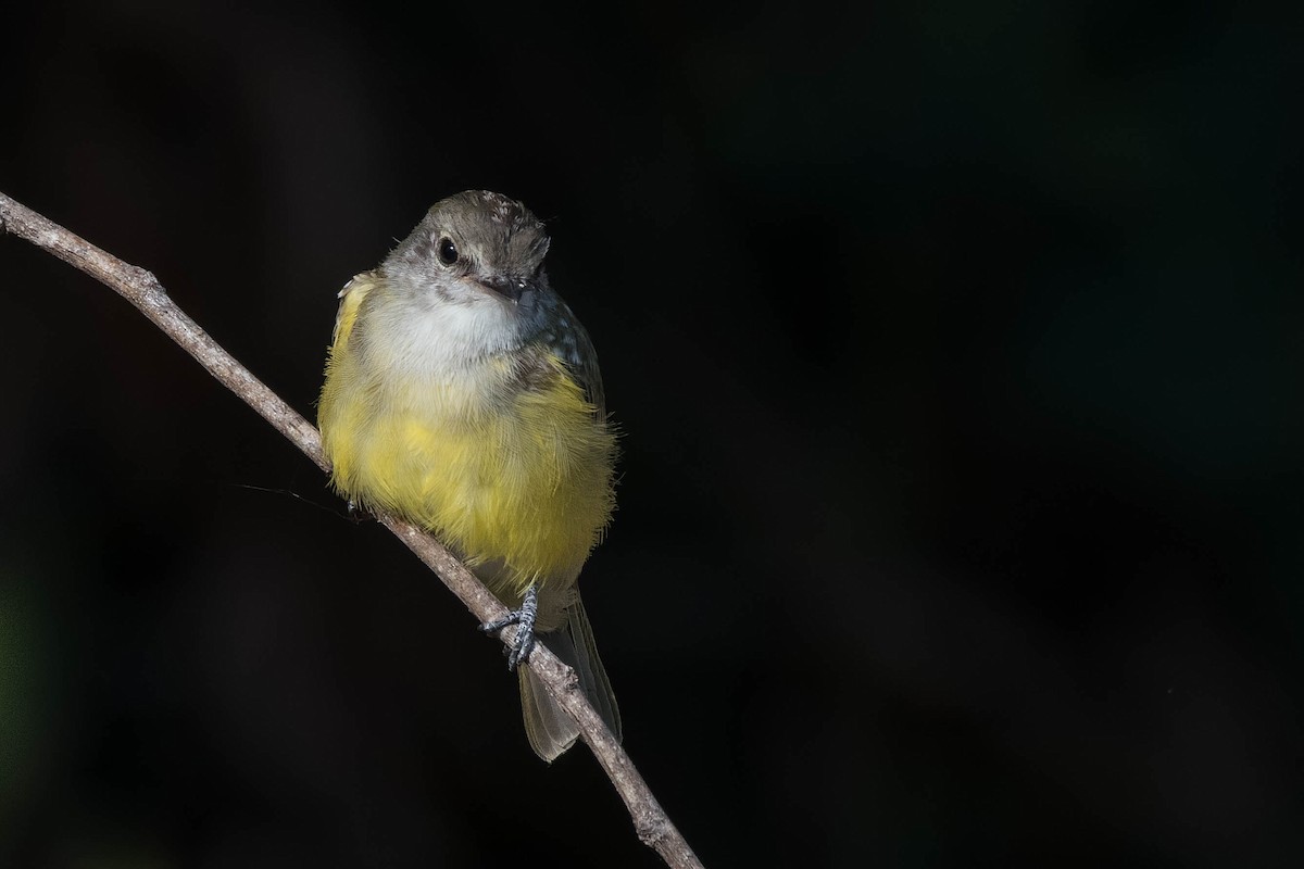 Lemon-bellied Flyrobin - ML106792511