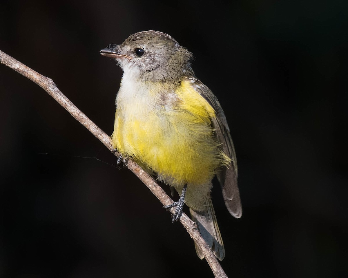 Lemon-bellied Flyrobin - ML106792591