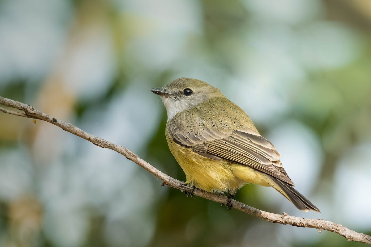 Lemon-bellied Flyrobin - ML106792631