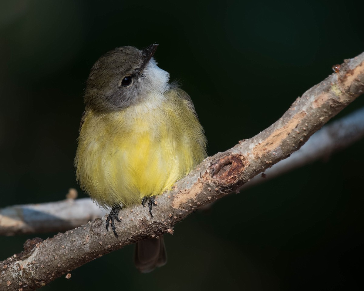 Lemon-bellied Flyrobin - ML106792651