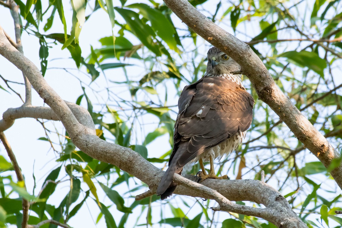 Brown Goshawk - ML106792781