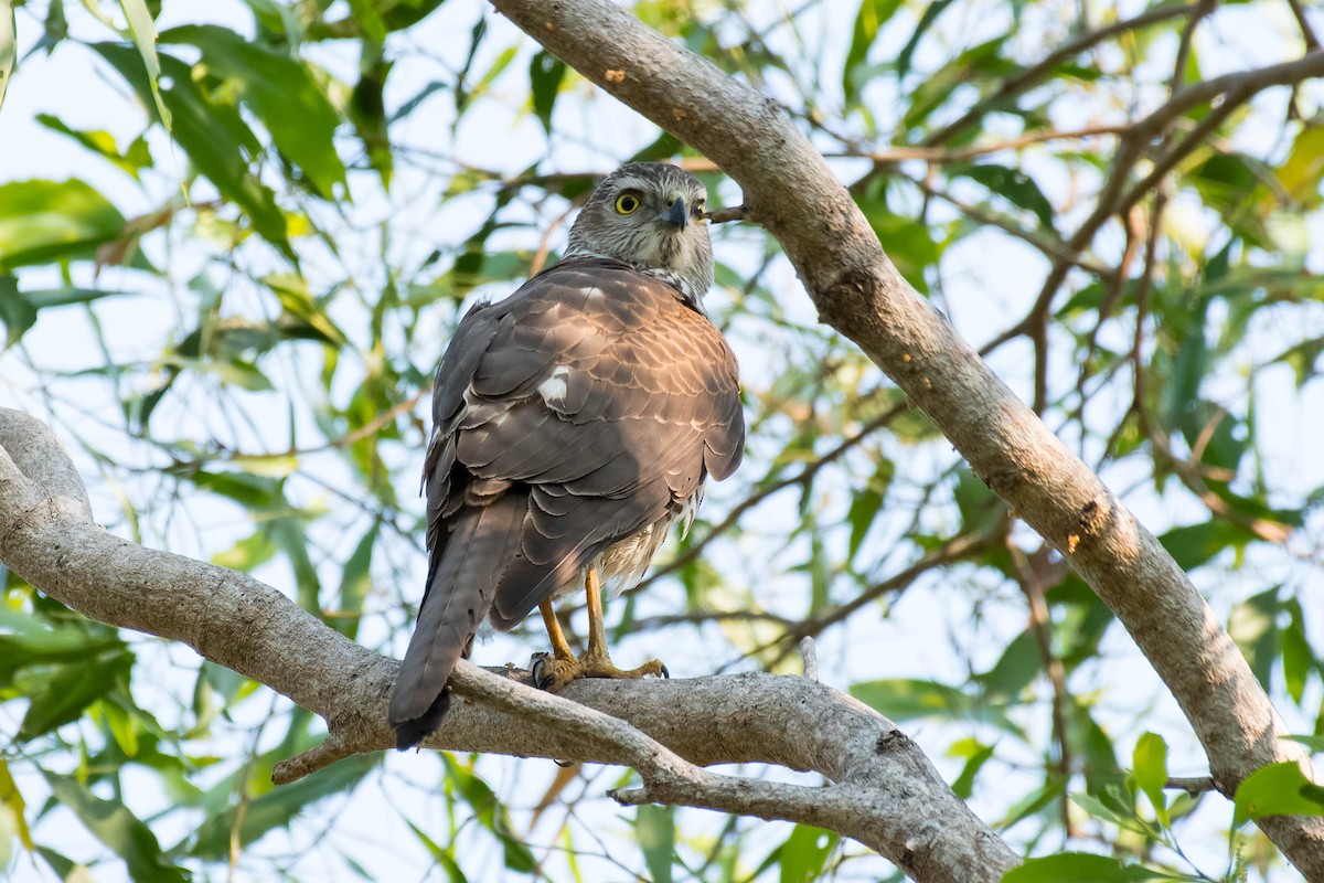 Brown Goshawk - ML106792811