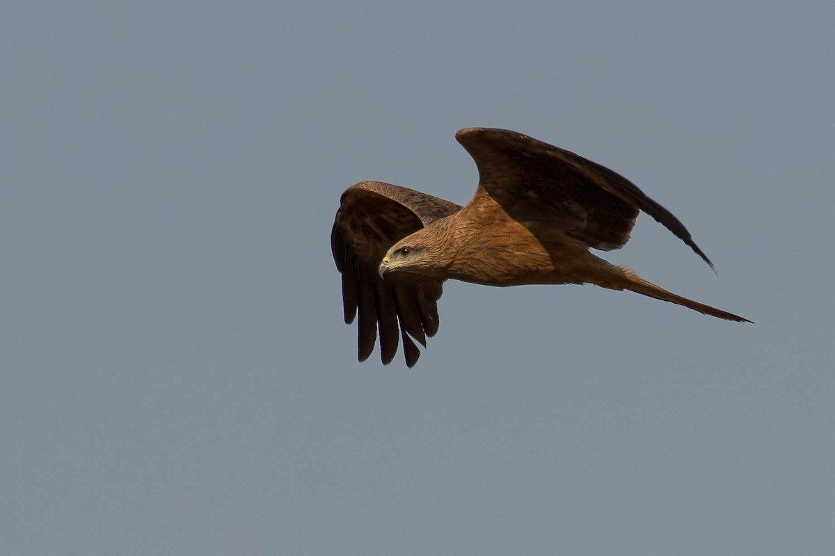 Black Kite - ML106792991