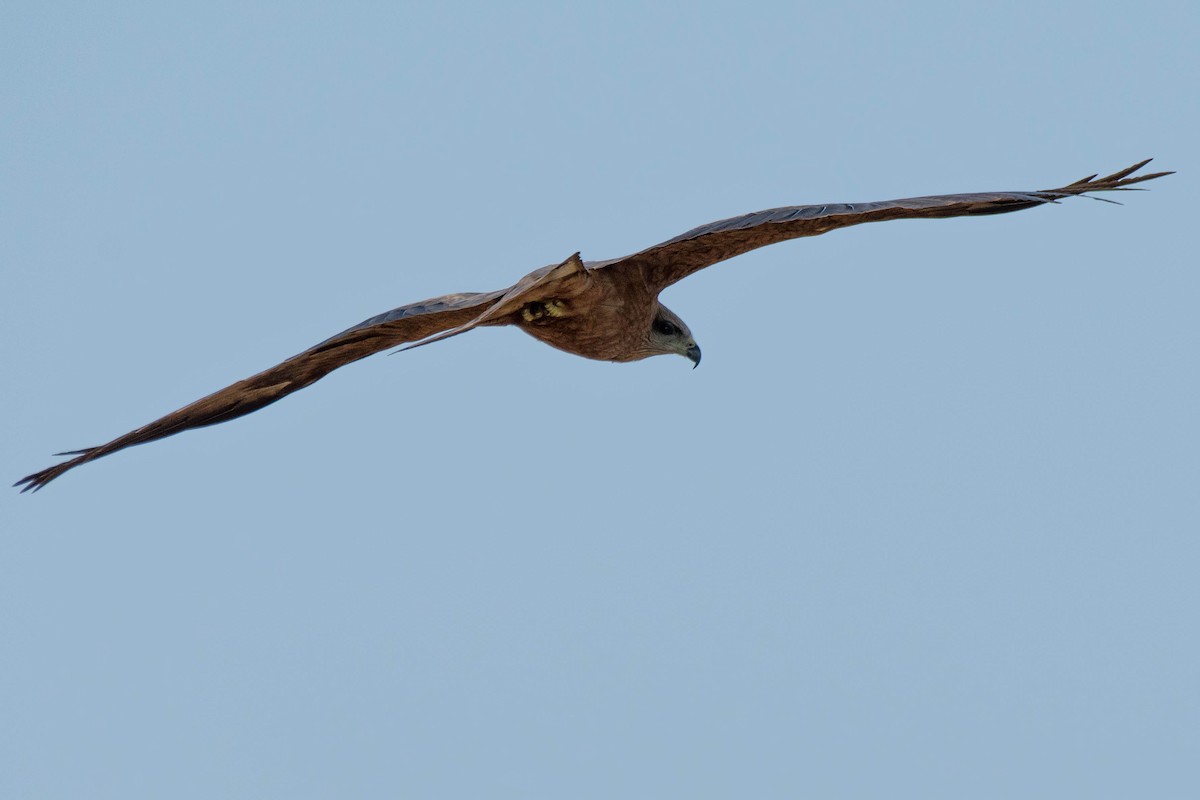 Black Kite - ML106793001