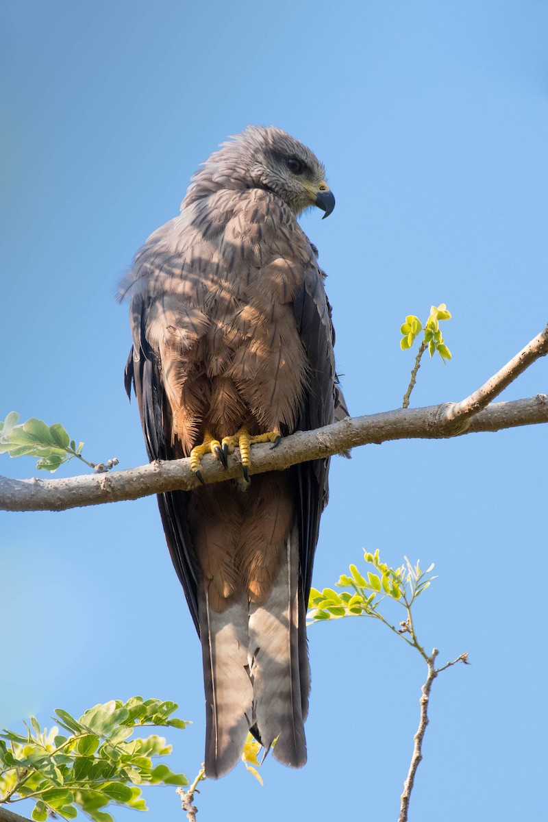 Black Kite - ML106793021