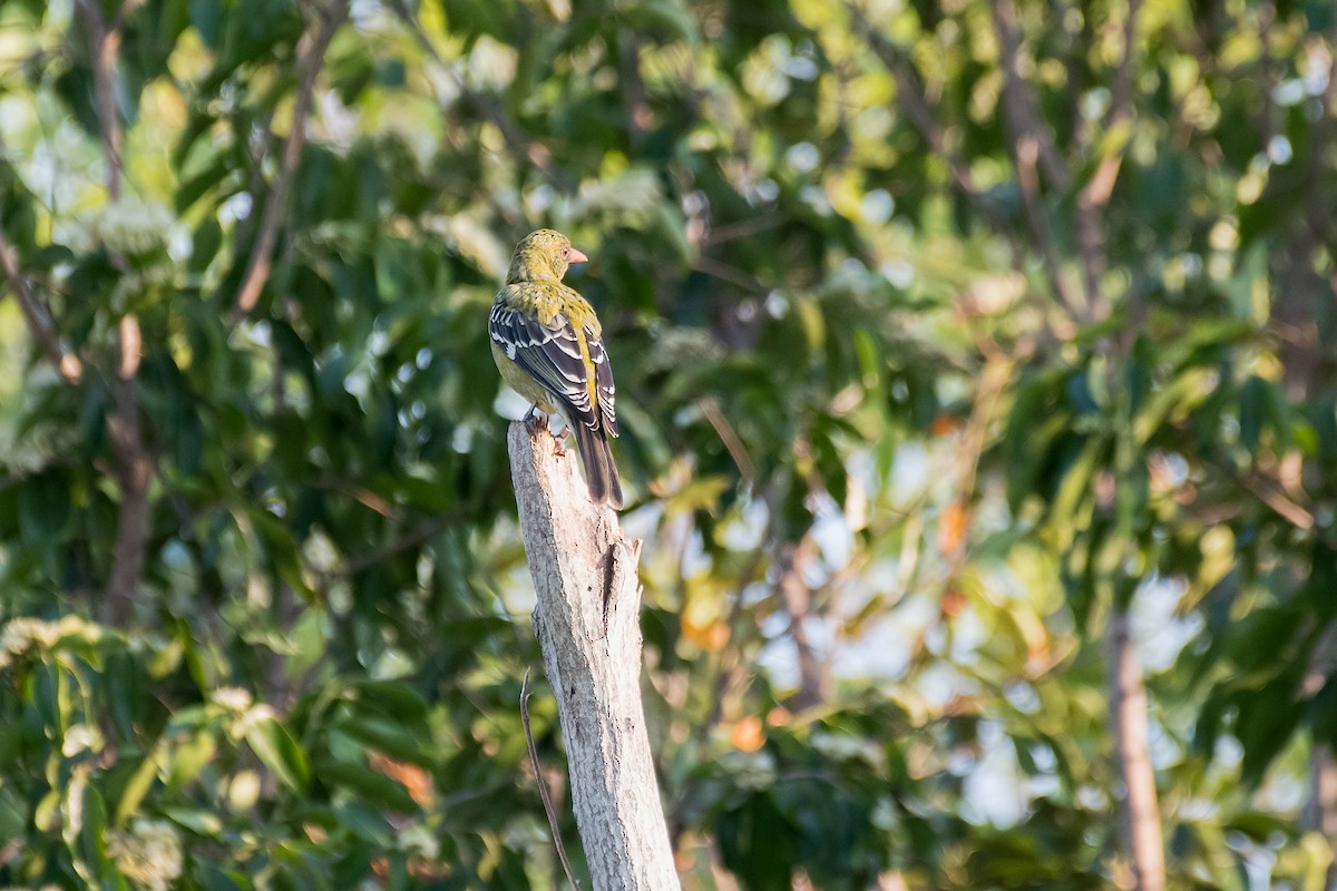 Green Oriole - Terence Alexander