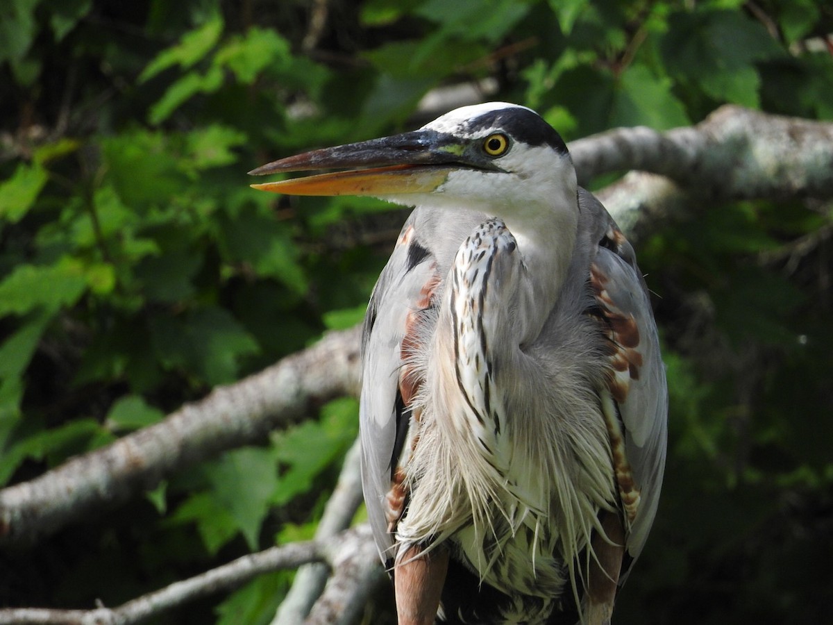 Great Blue Heron (Great Blue) - ML106793201