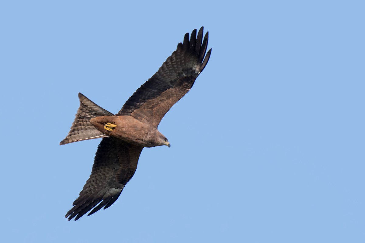 Black Kite - ML106793301