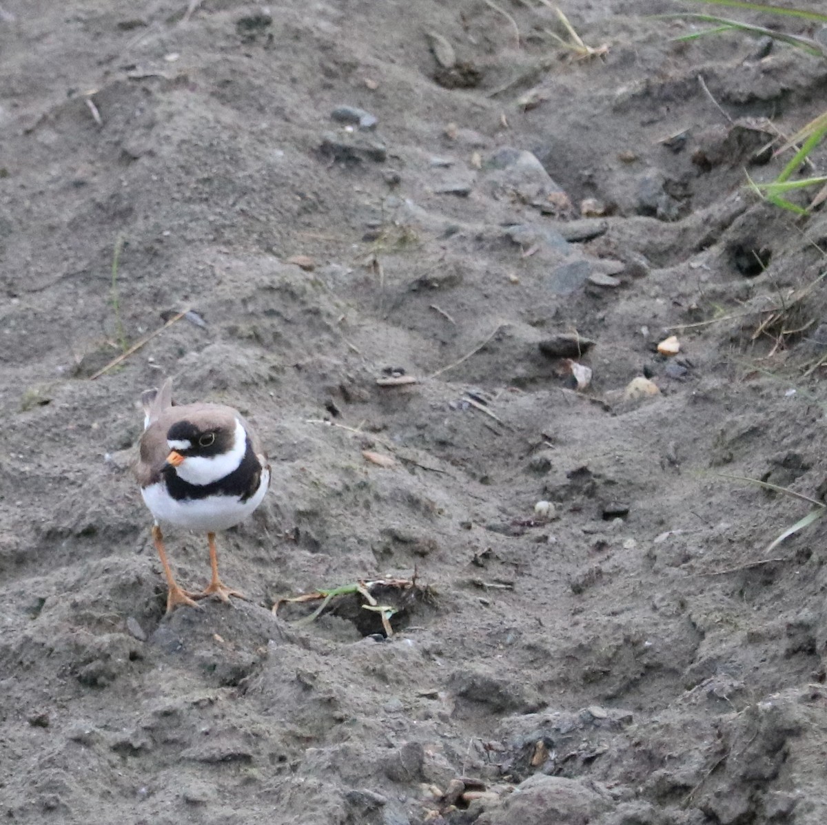 Semipalmated Plover - Judy Walker