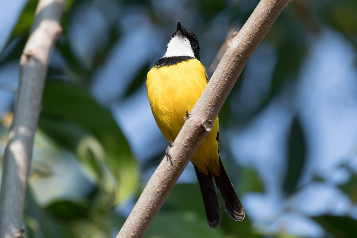 Black-tailed Whistler - ML106793591