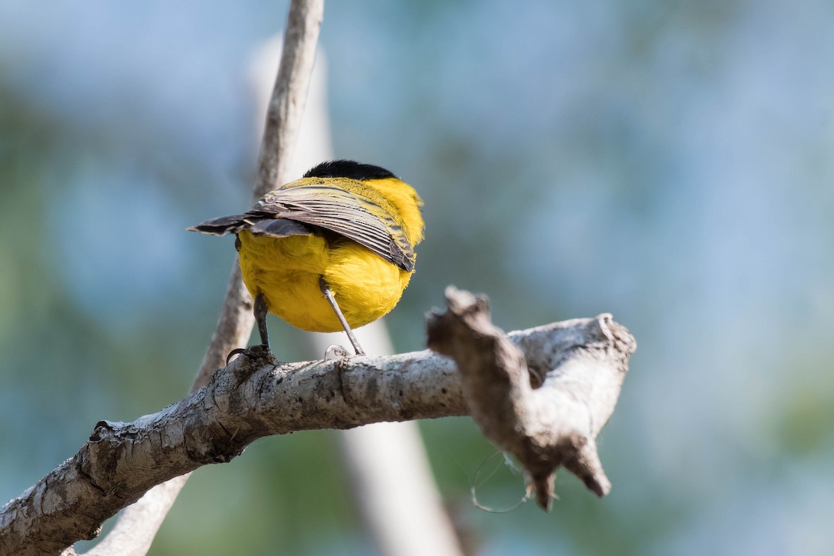 Black-tailed Whistler - ML106793621