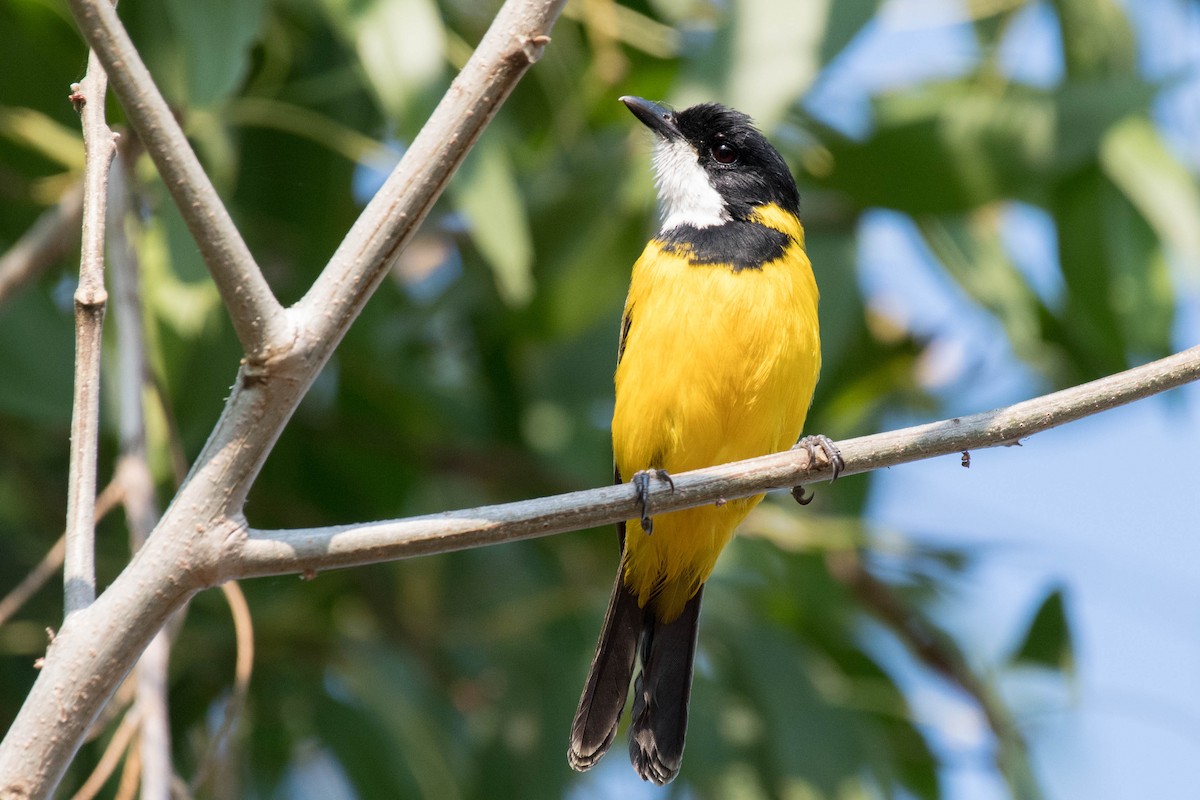 Black-tailed Whistler - ML106793641