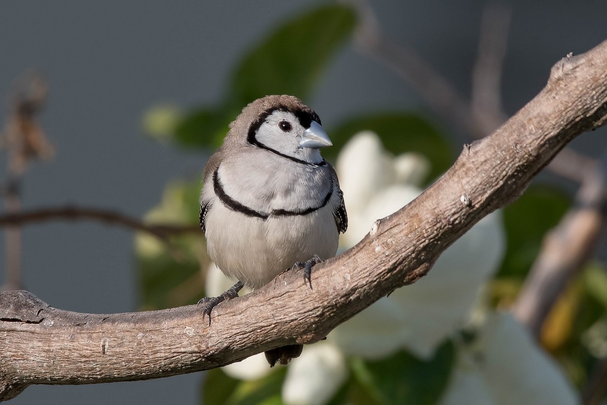 Double-barred Finch - Terence Alexander