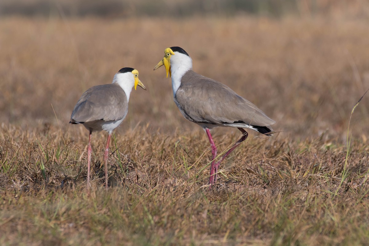 Masked Lapwing - Terence Alexander