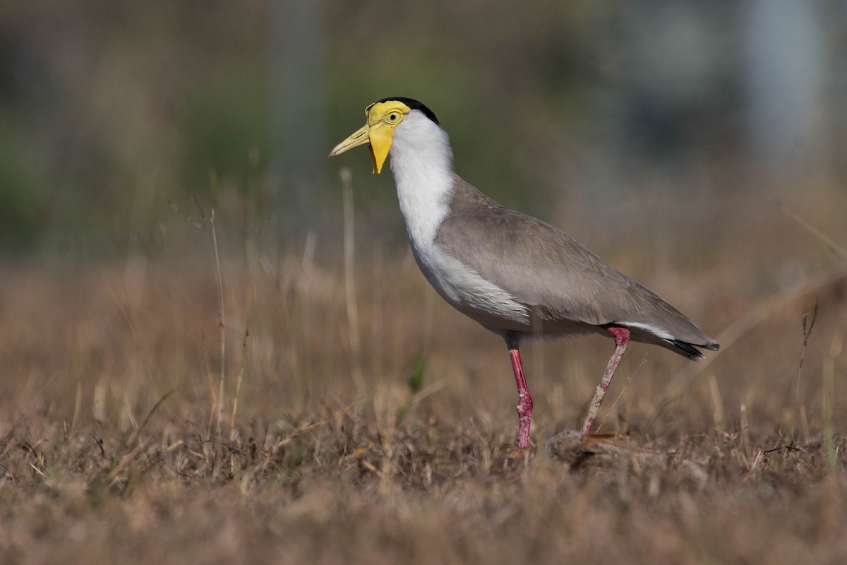 Masked Lapwing - Terence Alexander