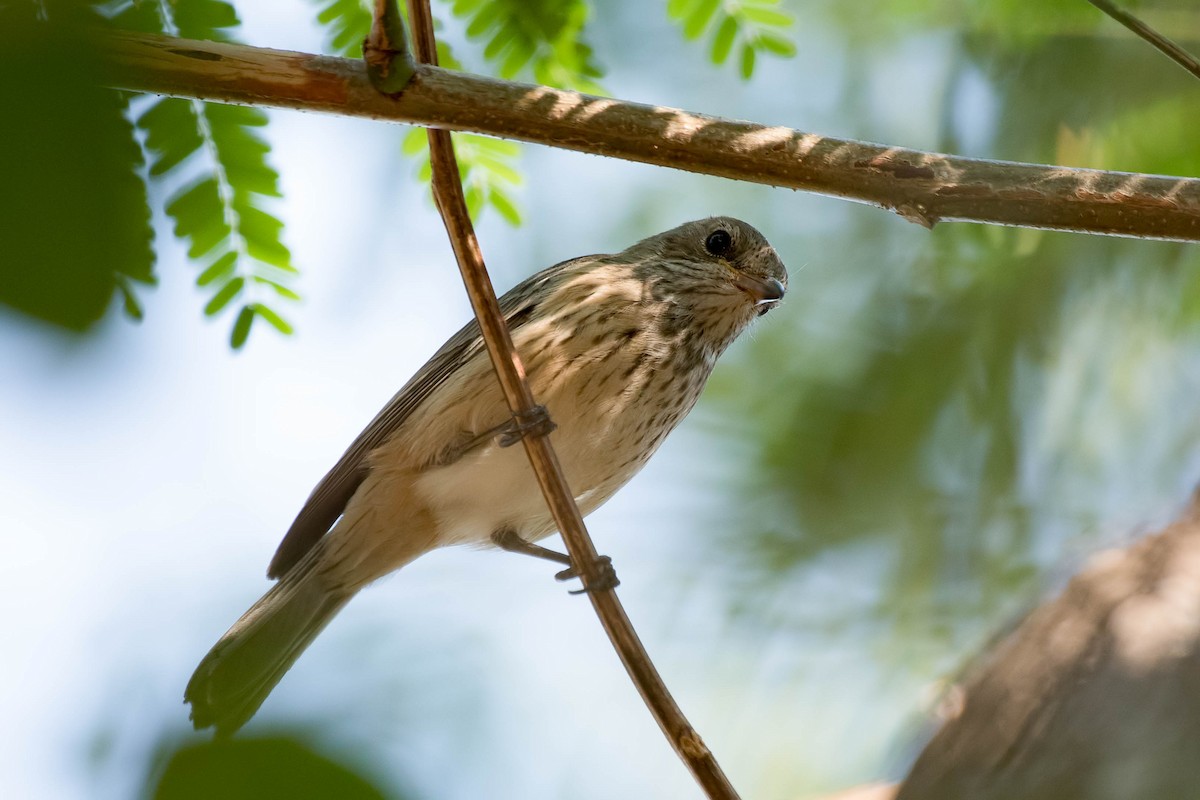 Rufous Whistler - ML106795041