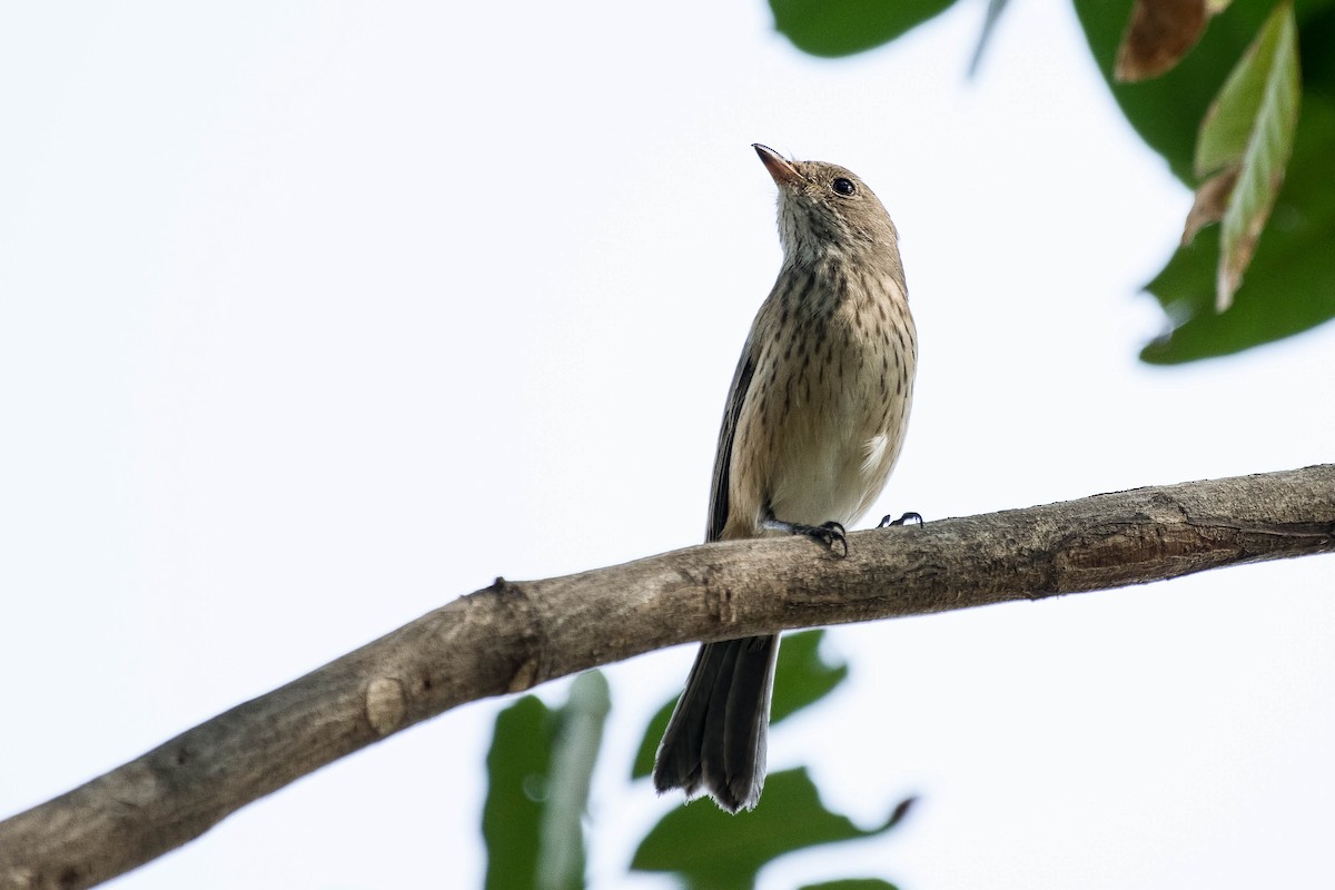 Rufous Whistler - ML106795051