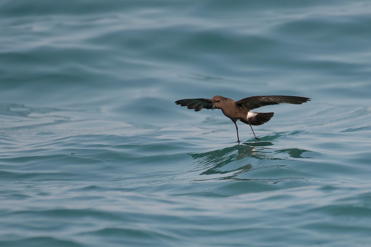 Wilson's Storm-Petrel - ML106796021