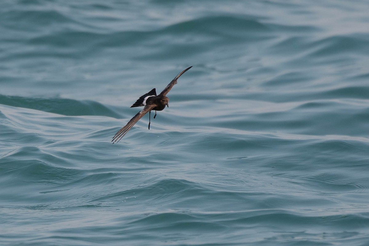 Wilson's Storm-Petrel - ML106796031