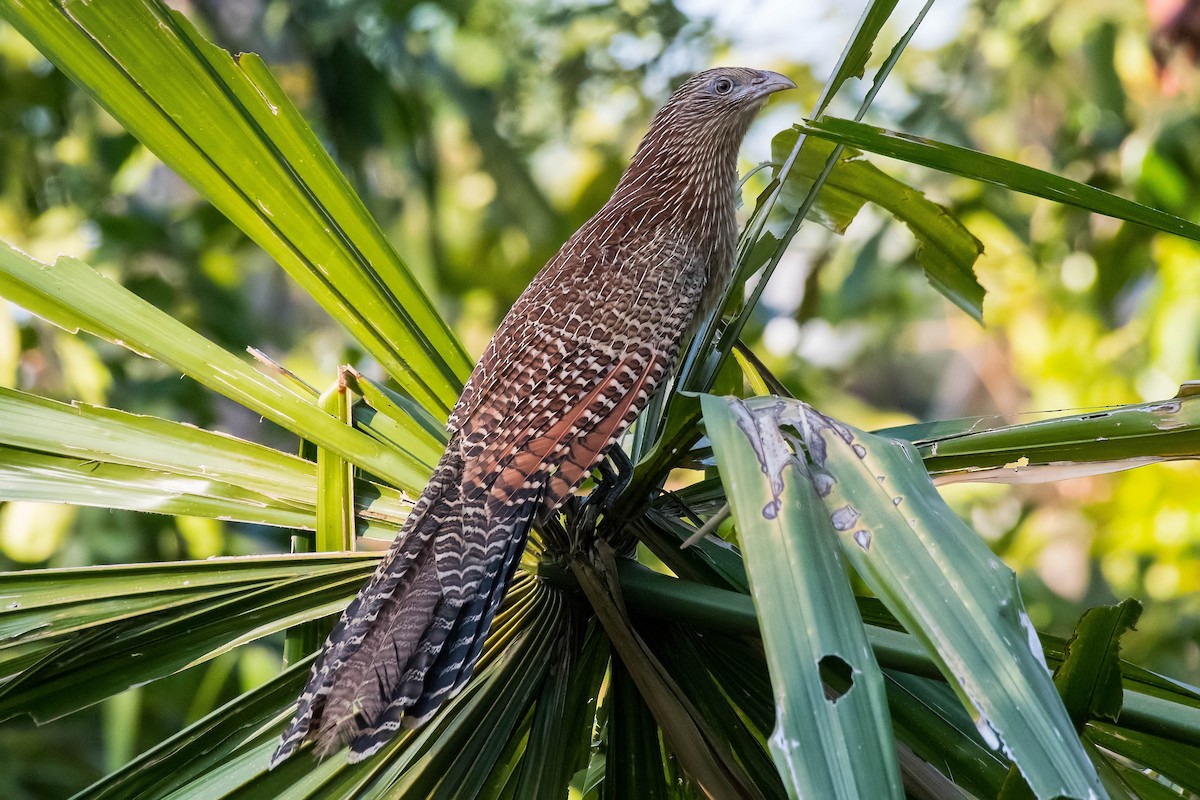 Pheasant Coucal - ML106796481