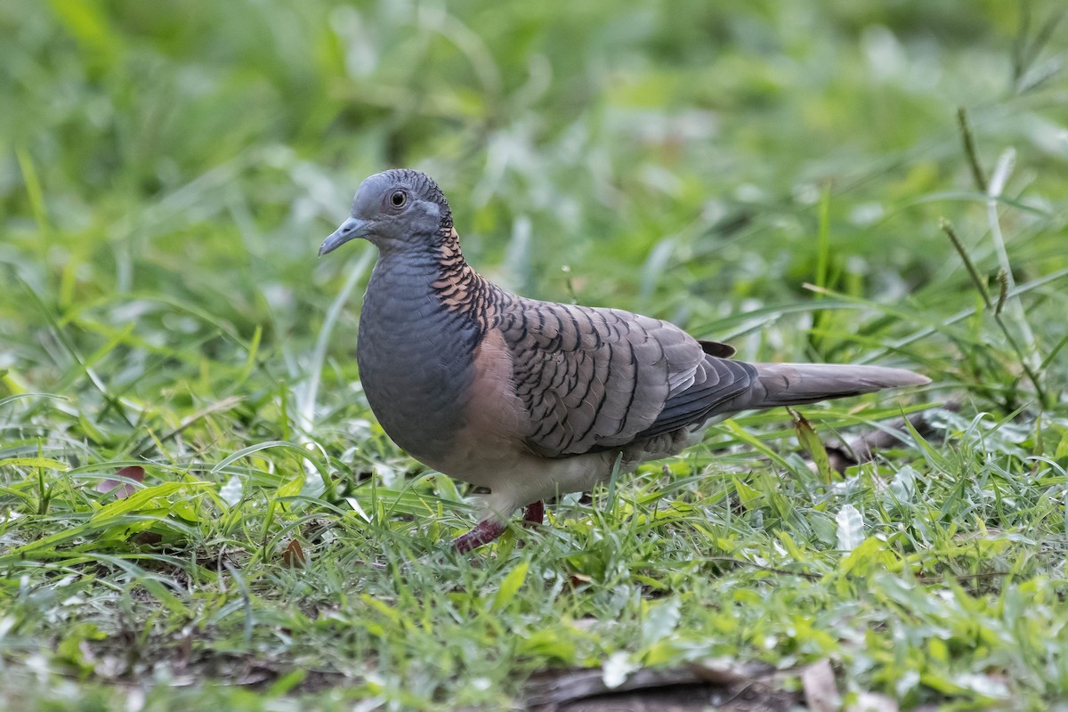 Bar-shouldered Dove - ML106796551