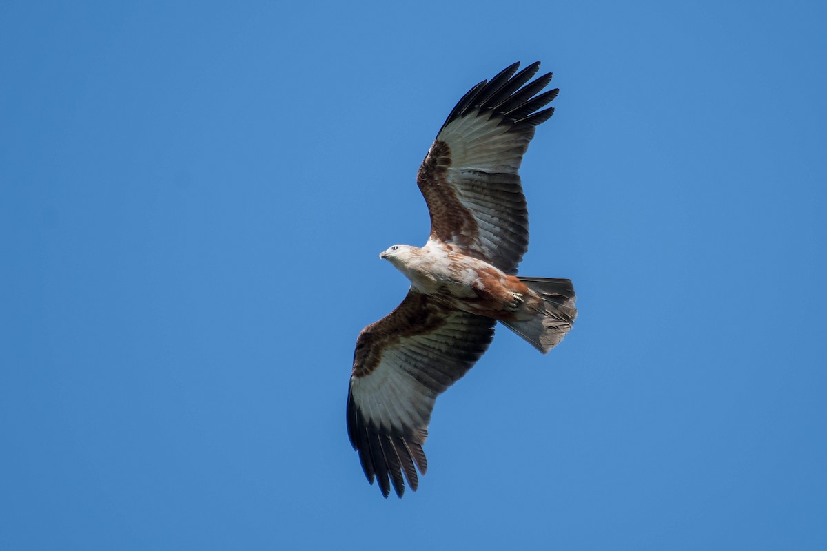 Brahminy Kite - ML106796671