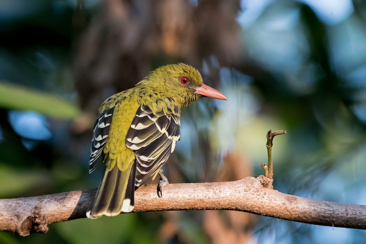 Green Oriole - Terence Alexander