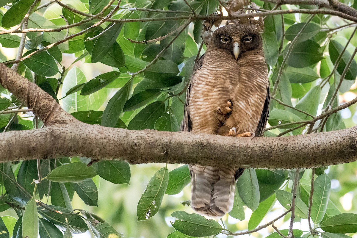 Rufous Owl - ML106796781