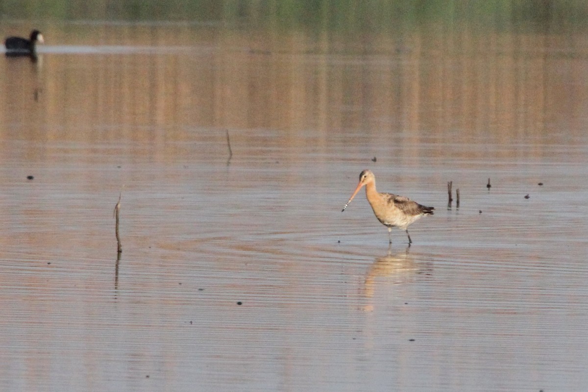 Black-tailed Godwit - ML106797221