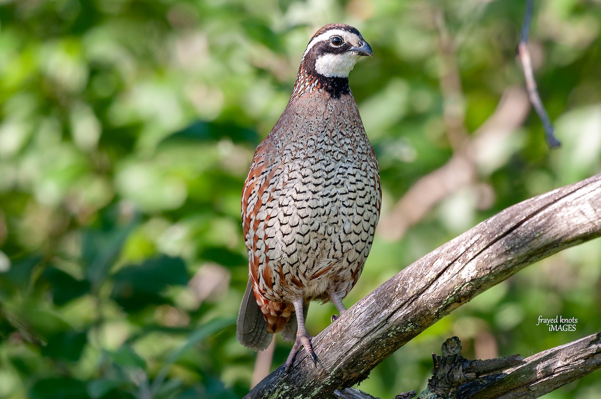 Northern Bobwhite - ML106799691