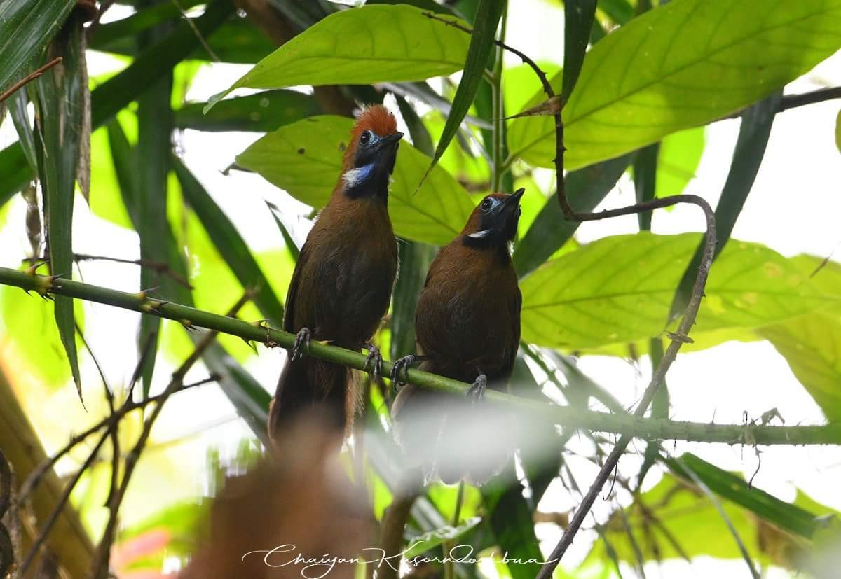 Fluffy-backed Tit-Babbler - ML106800091