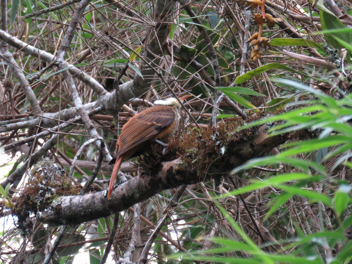 Trepamusgos Barbablanca Andino - ML106800401