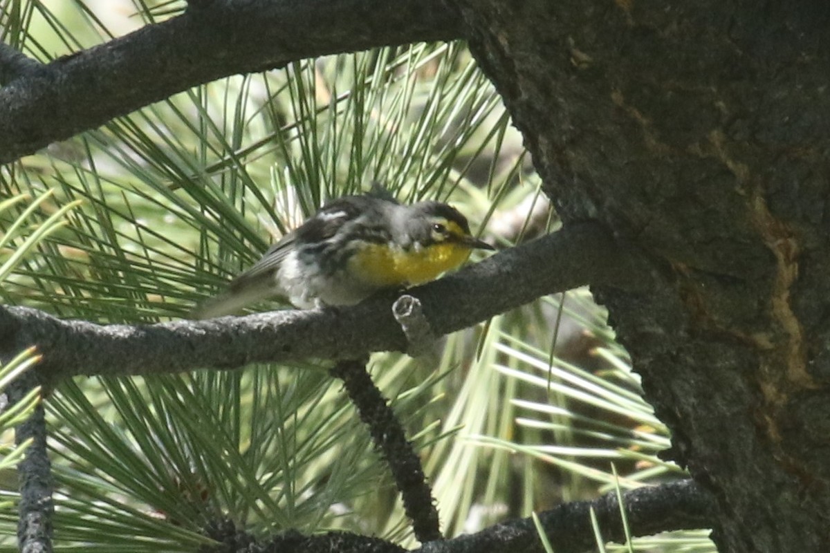 Grace's Warbler - ML106800541