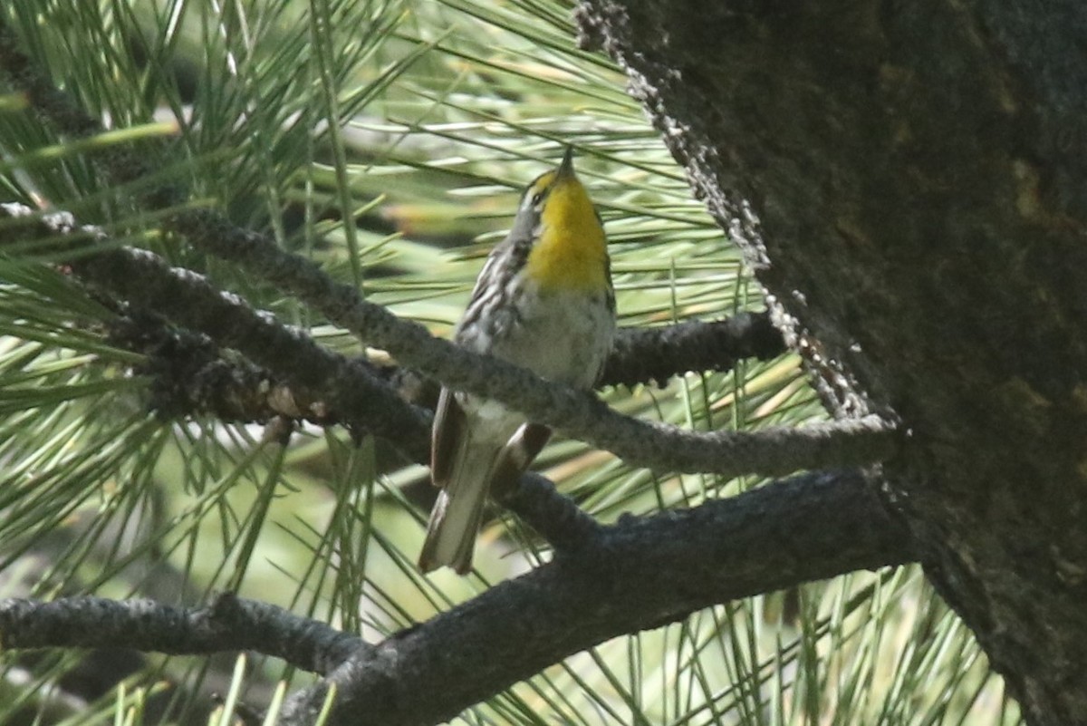 Grace Ötleğeni - ML106800551