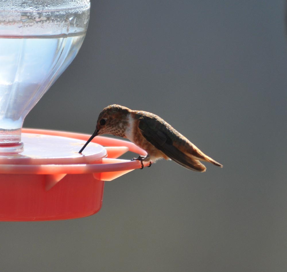 Allen's Hummingbird - Scott Somershoe