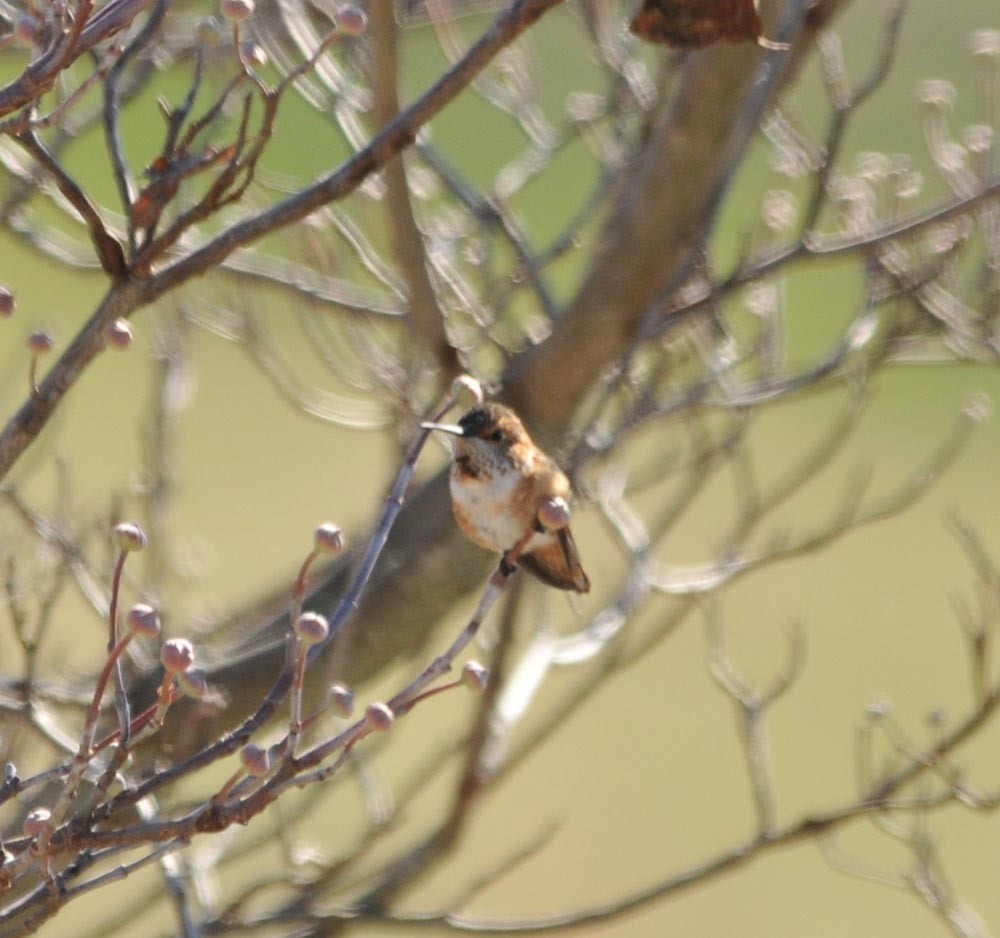 Allen's Hummingbird - Scott Somershoe