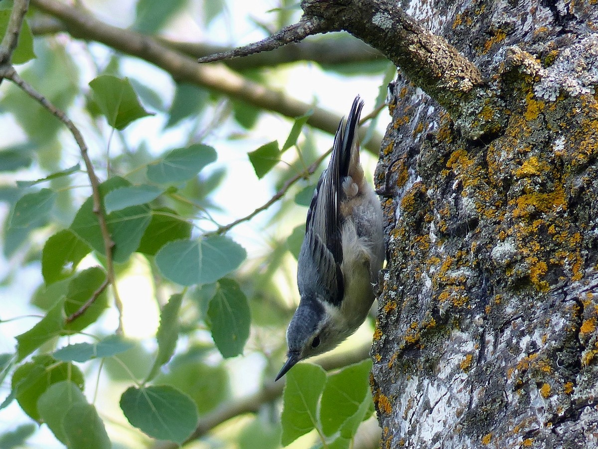 White-breasted Nuthatch - ML106803781