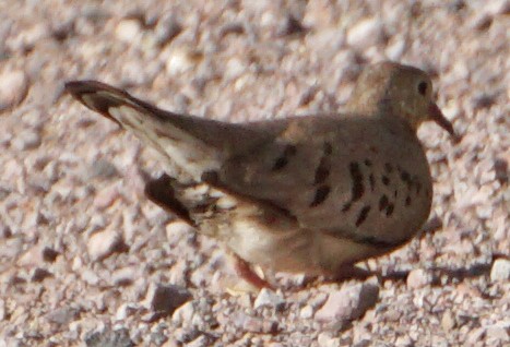 Common Ground Dove - ML106804031