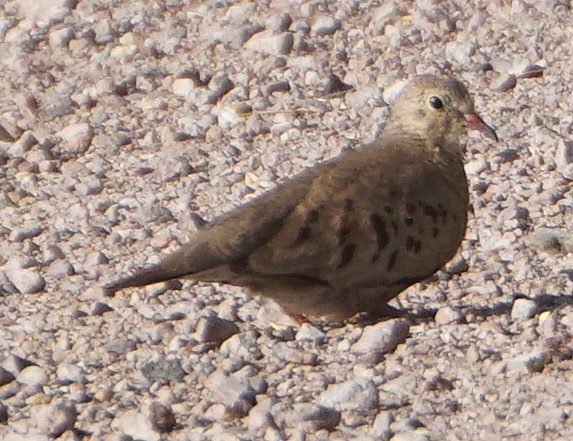 Common Ground Dove - ML106804051